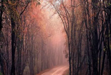 开云体育入口-关于德国网球队翻盘澳大利亚网球队，穆雷统治全场的信息