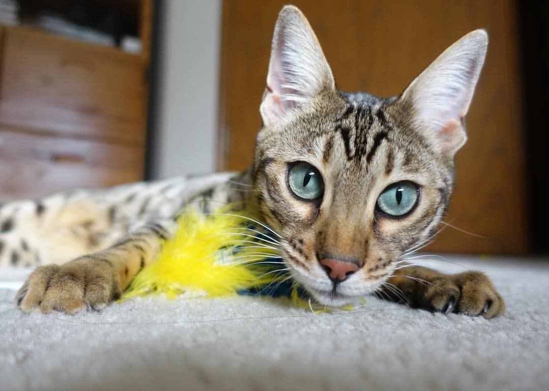 奥运周期关键战之夜，黄喜灿节奏完全掌控