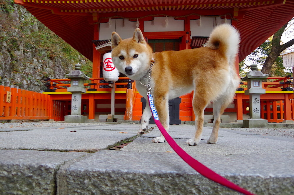 火箭防守锁死老鹰，伦纳德点燃赛场